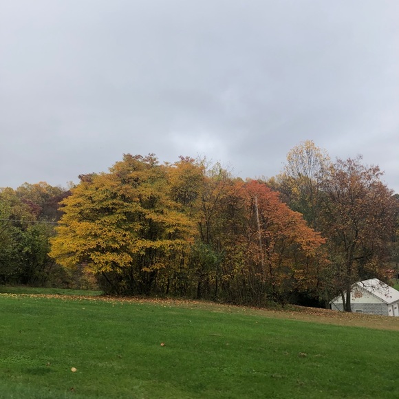 Meet your Posher, Layla - Picture 1 of 1